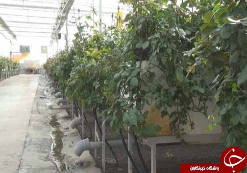 گل رزی که از خاک نمی روید+تصاویر