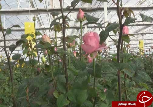 گل رزی که از خاک نمی روید+تصاویر