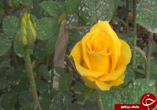 گل رزی که از خاک نمی روید+تصاویر