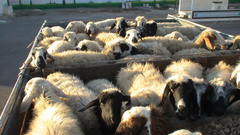 کشف 120 راس دام قاچاق از یک دستگاه کامیون