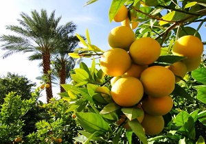 تولید بیش از 200هزارتن محصولات باغی
