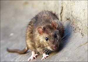 مبارزه با جوندگان موذی در پارک های  بندرعباس