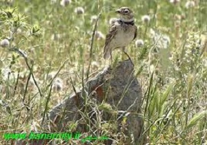 کشف 600 پرنده از یک قاچاقچی در آبراه اروندرود