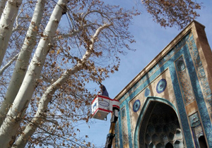 تعویض کلاف درخت چنار 2 هزار ساله جنب مسجد جامع نطنز
