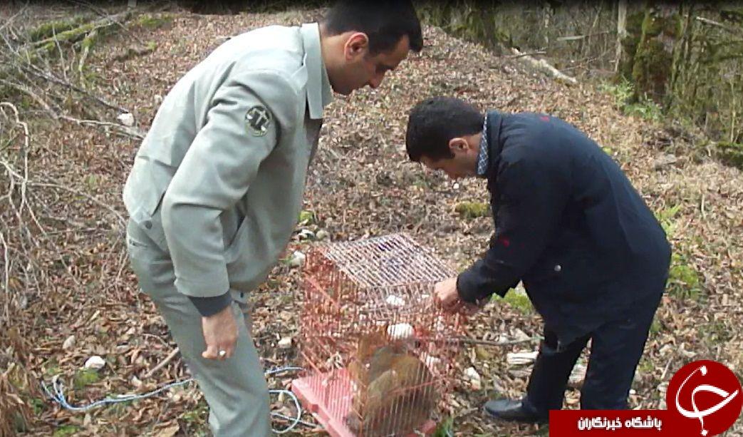 رهاسازی پرندگان زخمی در مازندران +تصاویر
