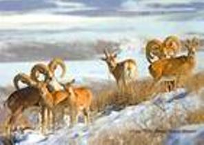 آغاز سرشماری زمستانه گونه های حیات وحش زنجان