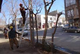 آغاز هرس زمستانه درختان شهراروميه