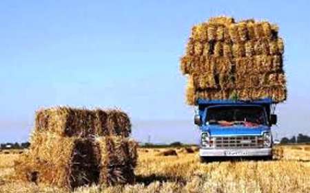 اعتبار برای تامین علوفه عشایر