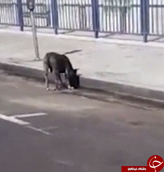 کشتن سگ جلوی صاحبش +تصاویر