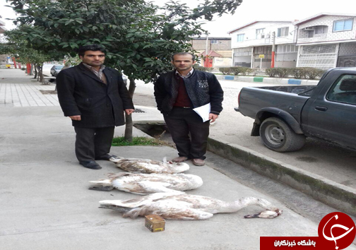 دستگیری شکارچی قو در گلوگاه + تصاویر