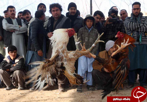 از ملاقات عمومی امپراتور ژاپن با مردم تا حیرت عکاس ایتالیایی از زیبایی&zwnj;های معماری ایران////////////////////