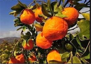 توصیه جهاد کشاورزی گلستان به باغداران مرکبات و زیتون