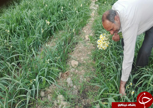 برداشت 300 هزار شاخه گل نرگس در رستم+تصاویر
