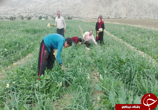 برداشت 300 هزار شاخه گل نرگس در رستم+تصاویر