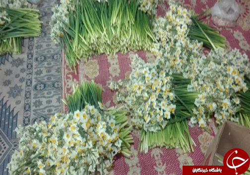 برداشت 300 هزار شاخه گل نرگس در رستم+تصاویر