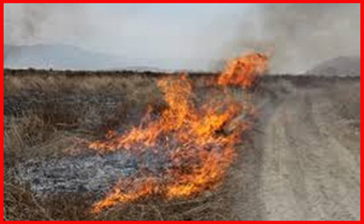 از تولید رز هلندی تا دستگیری قورباغه مکرانی