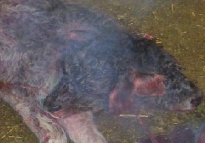 تولد گوساله 2 سر در نقده
