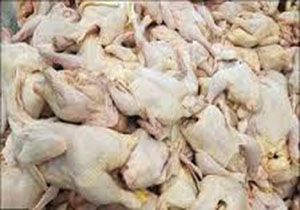 معدوم سازی بیش از 26هزار قطعه طیورفاسد در بروجرد