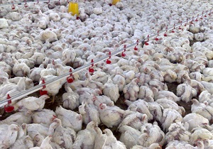 هیچ مورد آنفلوانزای پرندگان در آذربایجان غربی گزارش نشده است