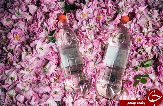 عطر گل محمدی در فضای علمی می پیچد/ از تولید معجون تا رایحه درمانی