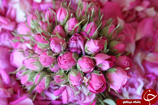 عطر گل محمدی در فضای علمی می پیچد/ از تولید معجون تا رایحه درمانی