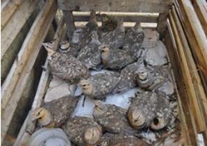 دستگیری شکارچی غیر مجاز 26 پرنده در گمیشان