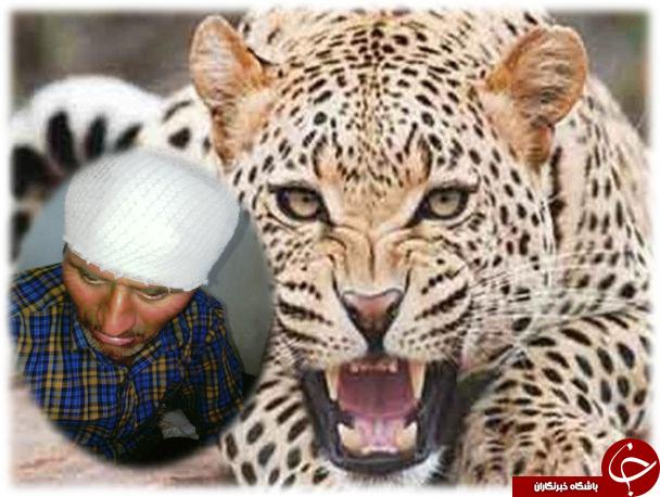 نجات معجزه‌آسای چوپان از چنگال پلنگ + عکس