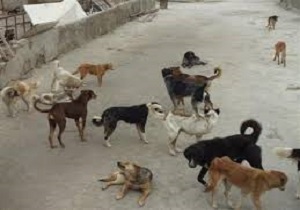 اتلاف سگهای ولگرد در شهرهای جنوب خوزستان