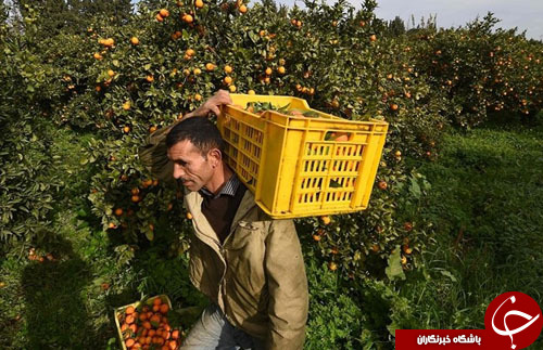 از آثار ارائه شده به جشنواره هنرهای اسلامی تا خورده شدن درخت کریسمس بوسیله فیل&zwnj;های باغ&zwnj;وحش