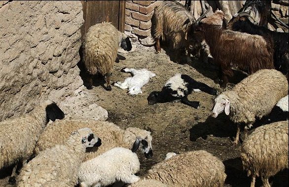 ایمن سازی یک میلیون و دویست هزار راس دام سبک در برابر تب برفکی
