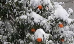 خسارت سرمازدگی به باغات شمال چقدر است؟