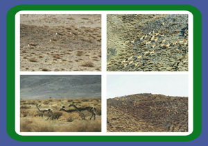 سرشماری پستانداران علفخوار در طبیعت شهرستان خواف