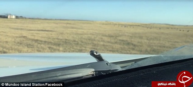 مار داخل ماشین زن جوان را شوکه کرد + تصاویر