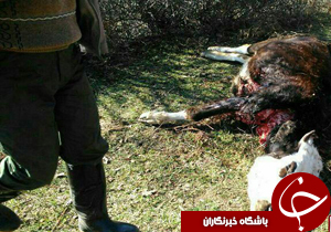 نگاهی گذرا به مهمترین رویدادهای 15 دی در مازندران