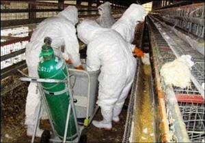بررسی روند کنترل آنفلوآنزای پرندگان در آبیک