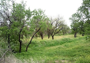 840 هتار از باغستانهای قزوین قابل احیا