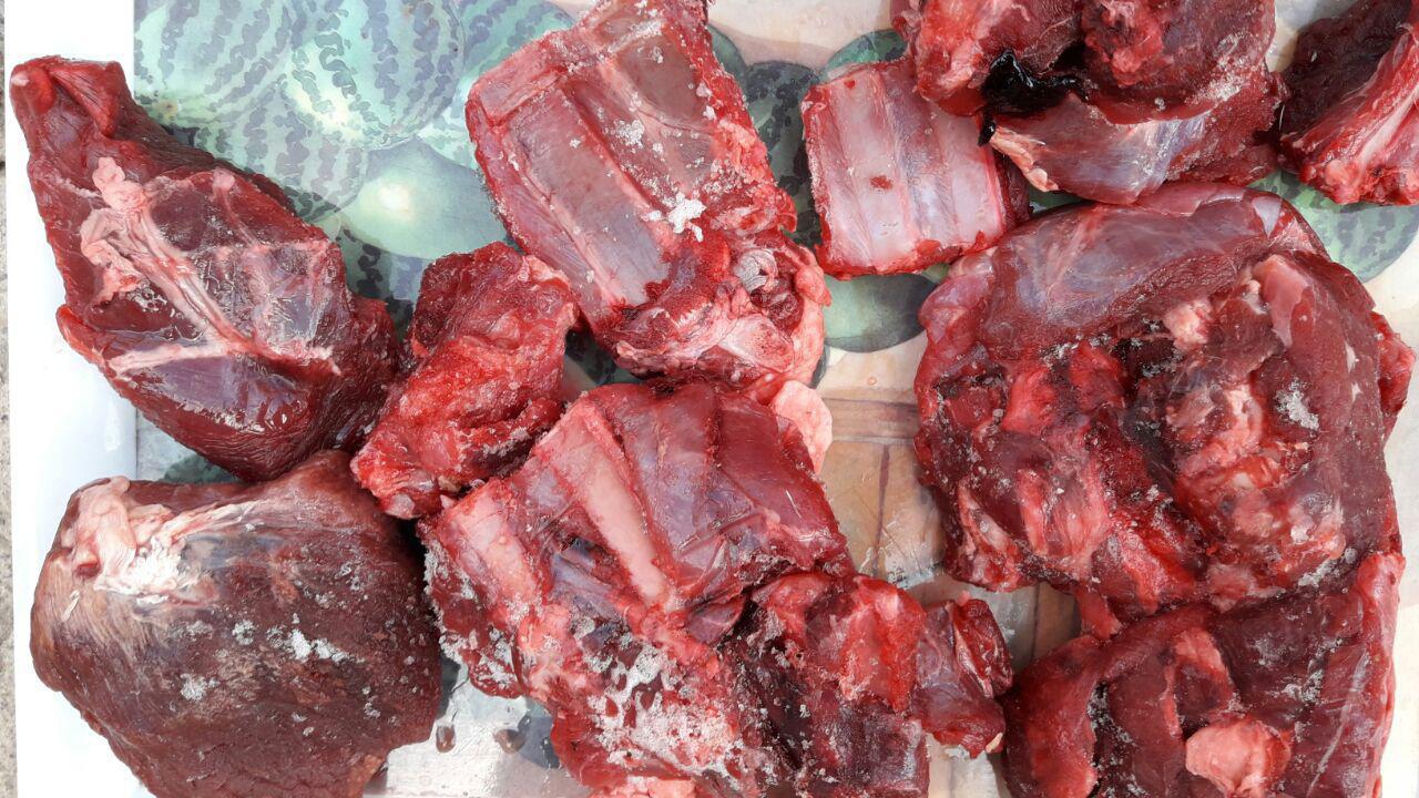 دستگیری شکارچی قوچ وحشی در کلات