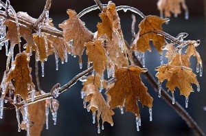 سرما و یخبندان میهمان یزدی ها