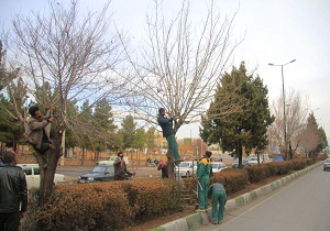 هرس زمستانه و مبارزه با آفات درختان در سمنان