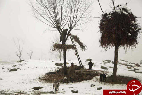 از  بچه کانگورو در آغوش راجر فدرر تا توپ ساخته شده از پوست گوزن