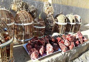 دستگیر شکارچی قوچ وحشی درکلات