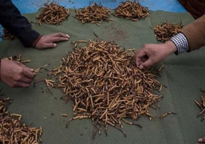 حشره خوراکی درچین هر کیلو ۸۰ میلیون تومان !