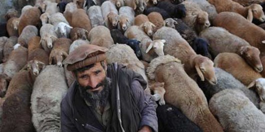 ترکیه به دنبال چوپان&zwnj;های افغانستانی