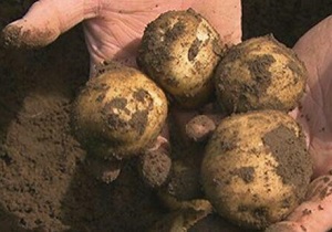 وقتی سیب‌زمینی باعث مرگ دسته‌جمعی خانواده می‌شود