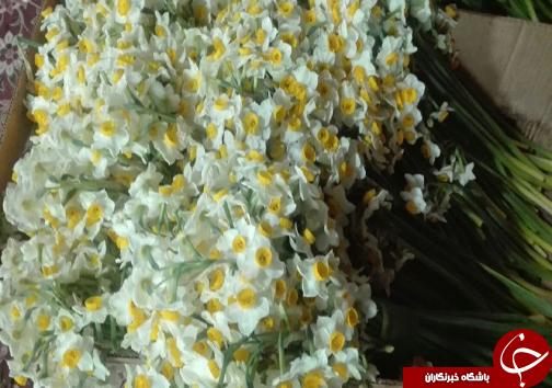 سرخط جذاب ترین خبرهای این هفته فارس