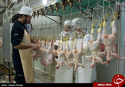 عکس/ در کشتارگاه مرغ چه می&zwnj;گذرد؟
