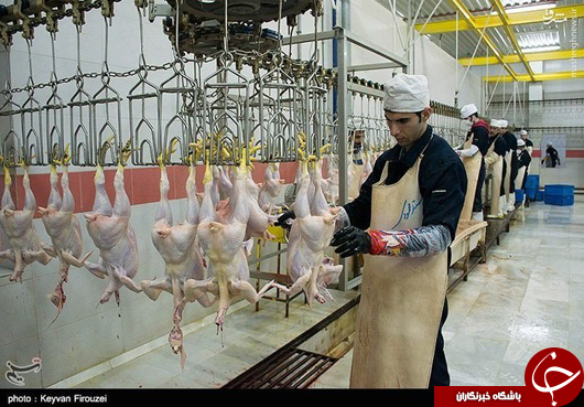 عکس/ در کشتارگاه مرغ چه می&zwnj;گذرد؟