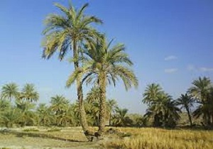 لزوم رسیدگی بیشتر به نخیلات آبادان و خرمشهر