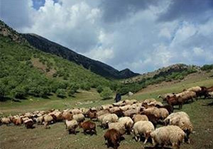 وجود 2 و نیم برابری دام مازاد بر مرتع در مهاباد