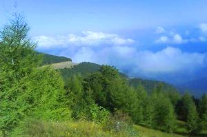 نا کافی بودن سرانه جنگلی در استان زنجان